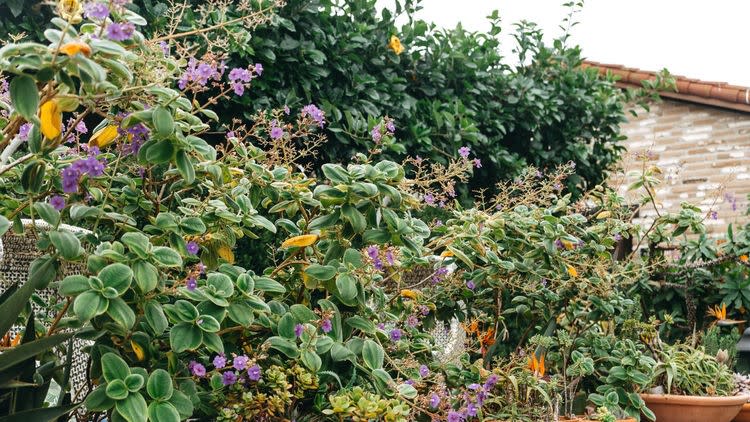 Estancia Garden