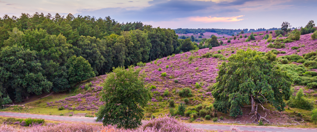 De Hoge Veluwe National Park