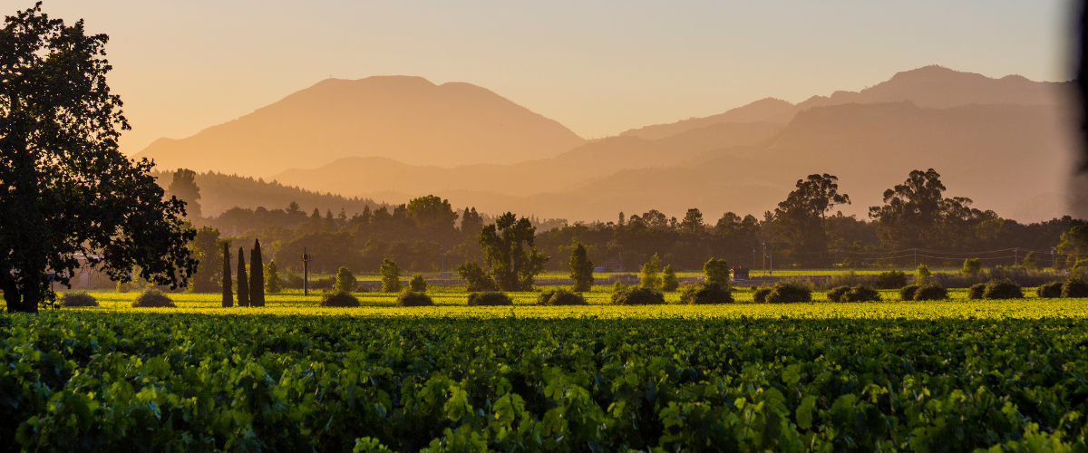 Napa Valley
