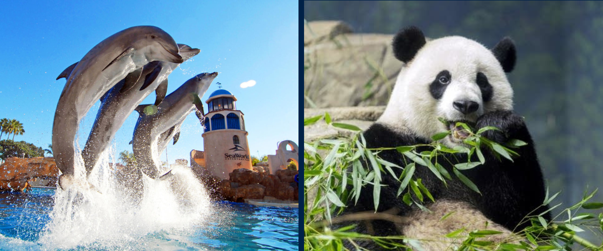 San Diego Animals