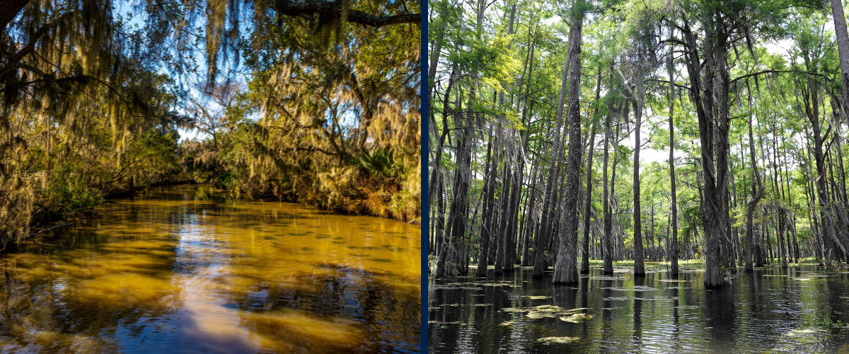 Swamp Life NOLA