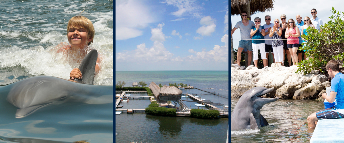 Dolphin Research