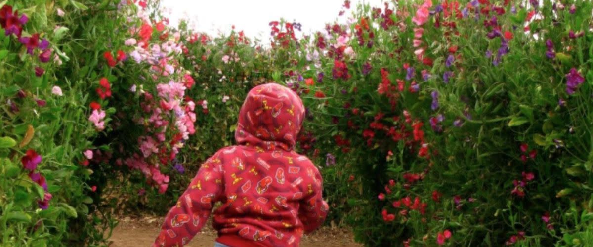Flower Field