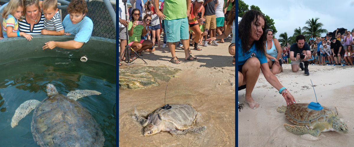 Turtle Hospital