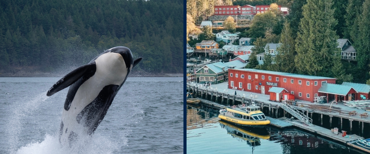 Whale Watching