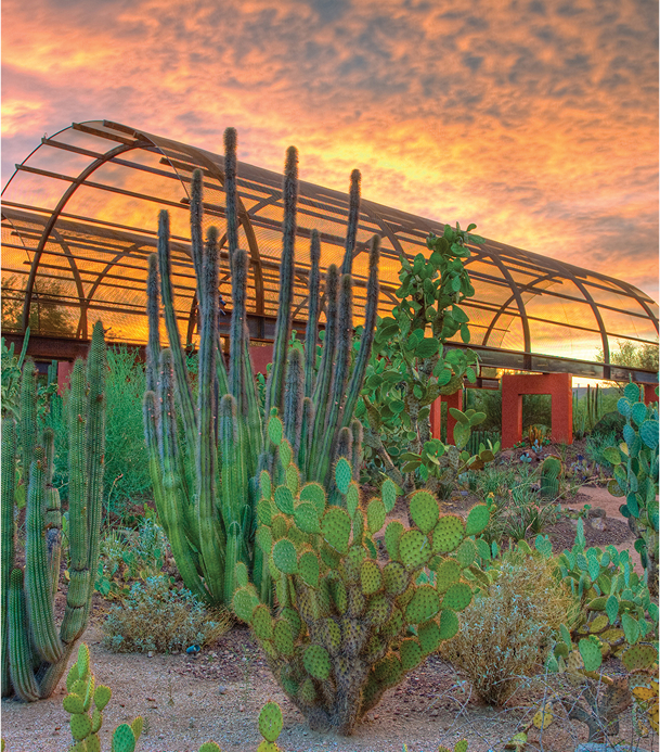 Leisure LP Desert Image