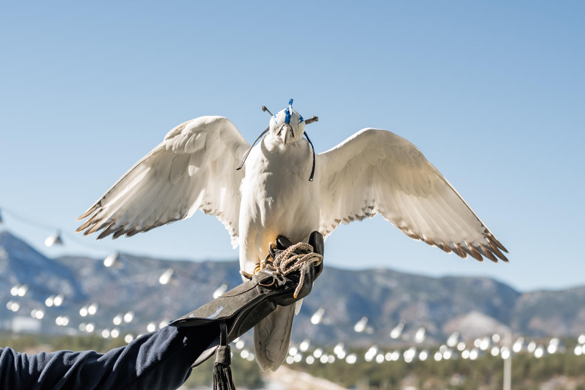 Hotel Polaris Falconry