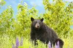 Celebrating 33 Years of Wildlife Conservation