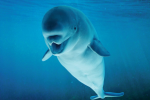 Belugas Count! at AWCC