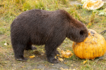 Big Bears & Big Veggies at AWCC