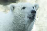 VIP Behind-the-Scenes Tour + Polar Bear Encounter