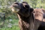 Alpaca &amp; Camel Feeding Experience