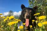 Kobuk the Black Bear Encounter