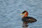 Anchorage Birding Trail Ribbon-Cutting Ceremony