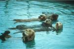 Oiled Sea Otter Rehabilitation Training Course Syllabus