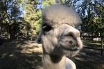 Alpaca &amp; Porcupine Feeding Experience
