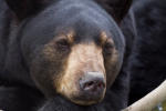 Black Bear Feeding Experience
