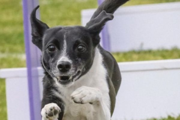 Summer Solstice Flyball Tourneys