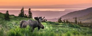 Glen Alps Moose Sunset