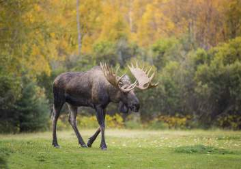 Bull moose walking across grassy landscape