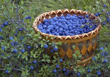 Berry picking near Anchorage