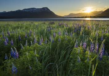 Lupin wildflowers near Turnagain Arm with mountains and sunset in the background.
