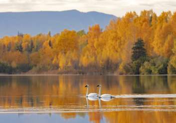 Two swans paddle an Anchorage-area lake during the fall.