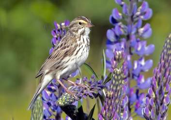 A small bird perches on lupine in Alaska.