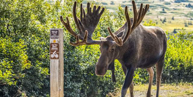 Bull moose on trail in Chugach Mountains