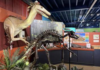 Dinosaur replicas and skeletons at the Alaska Museum of Science and Nature in Anchorage, Alaska.