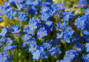 Forget-me-nots are Alaska's state flower.