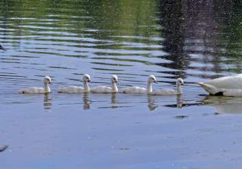 A family of swans glides through the water.