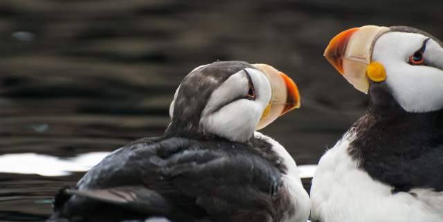 Pair of puffins at Alaska SeaLife Center in Seward