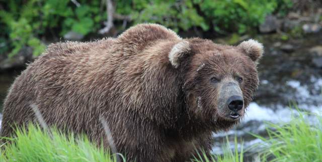 Brown Bear viewing tours near Anchorage