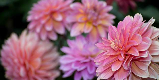 Anchorage flowers bloom during summer
