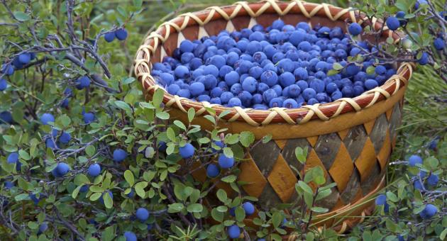 Blueberries Basket