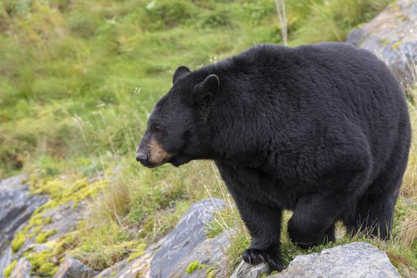 A black bear at the Alaska Wildlife Conservation Center