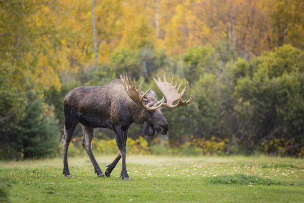 Bull moose walking across grassy landscape