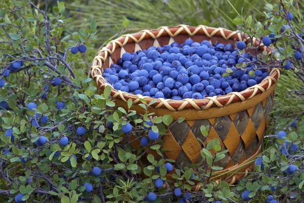 Berry picking near Anchorage