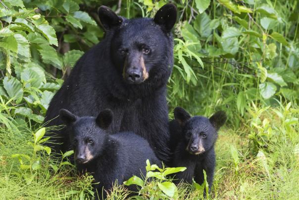 A black bear and her two cubs sit in greenery.