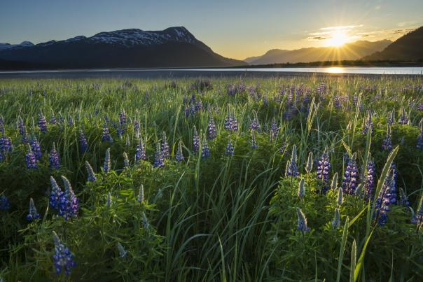Lupin wildflowers near Turnagain Arm with mountains and sunset in the background.