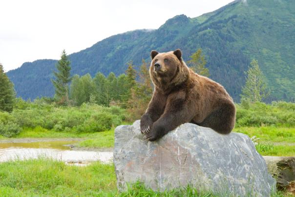 AWCC Brown Bear