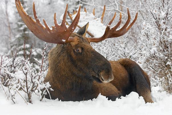 A bull moose sits in the snow.