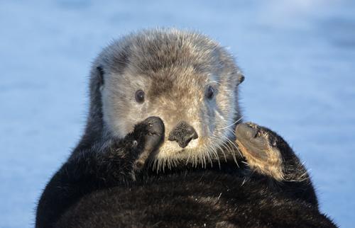 Sea Otter