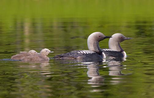 Pacific Loons