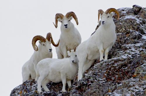 Donna Dewhurst, Dall Sheep