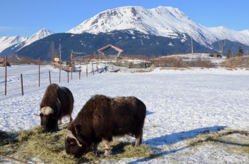 AWCC Musk Oxen Winter