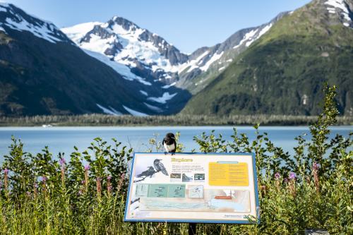 Portage Glacier Magpie by Monica Whitt