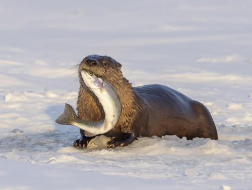 River Otter