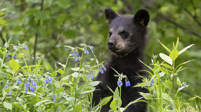 BBCubBlue163A3901web - Copy